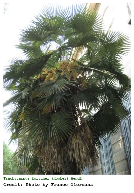 Trachycarpus fortunei (Hooker) Wendl.